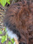 A fluffy dog lying on a large 49 x 31 natural dark rusty icelandic sheepskin with wool icelandic texture