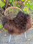 A plush large natural dark rusty icelandic sheepskin wool throw draped over a wicker chair with white metal legs