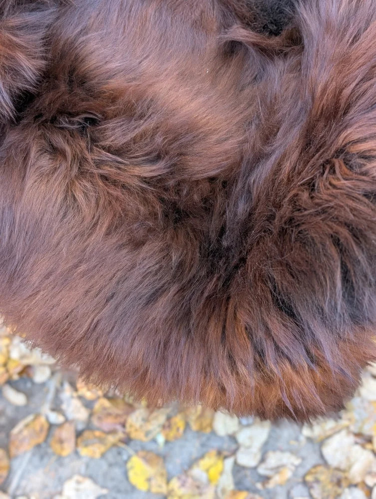 A large 49 x 31 inch natural dark rusty icelandic sheepskin with plush deep brown wool icelandic fur collar