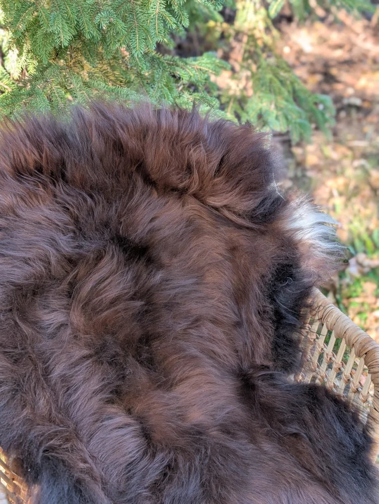 A large natural dark rusty icelandic sheepskin rug with soft thick wool icelandic fur texture and shade variations