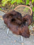 Thick plush natural dark rusty icelandic sheepskin rug draped over wicker chair showcasing wool icelandic texture