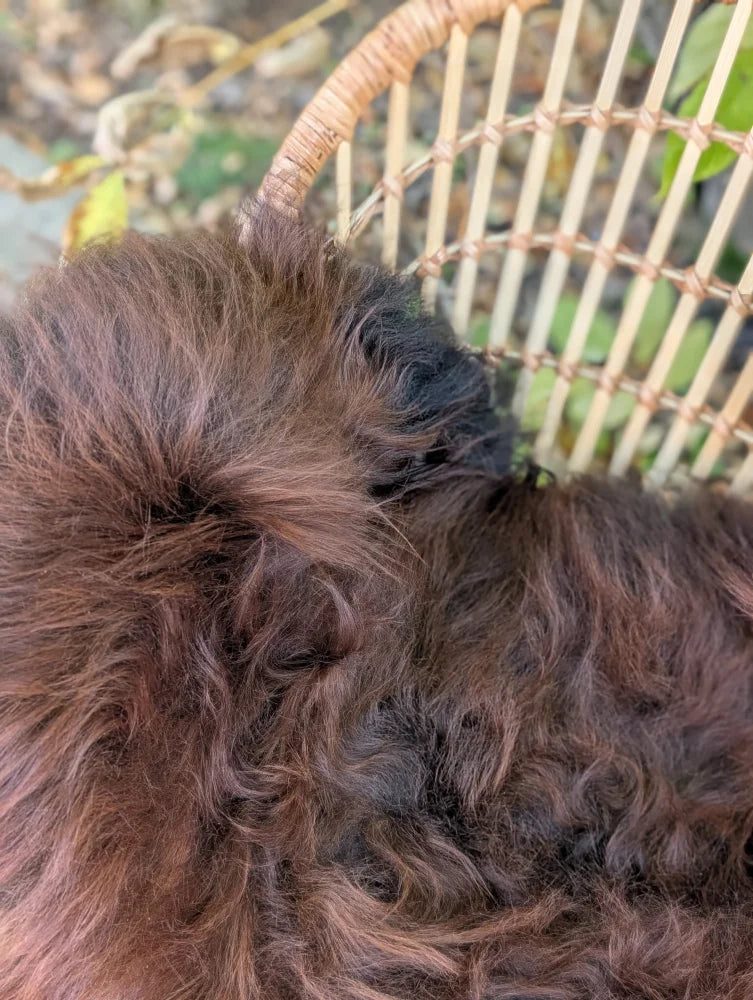A fluffy dark brown and black curly dog resting on a large natural dark rusty wool icelandic sheepskin in a wicker chair