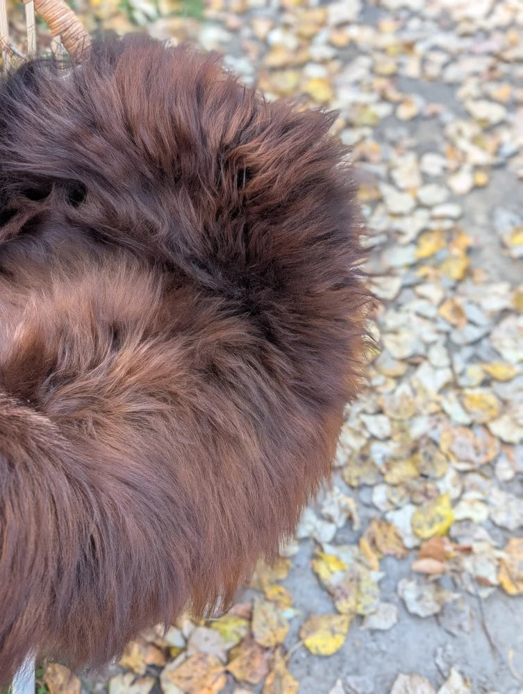 A plush large 49 by 31 natural dark rusty icelandic sheepskin throw with soft dense wool icelandic texture