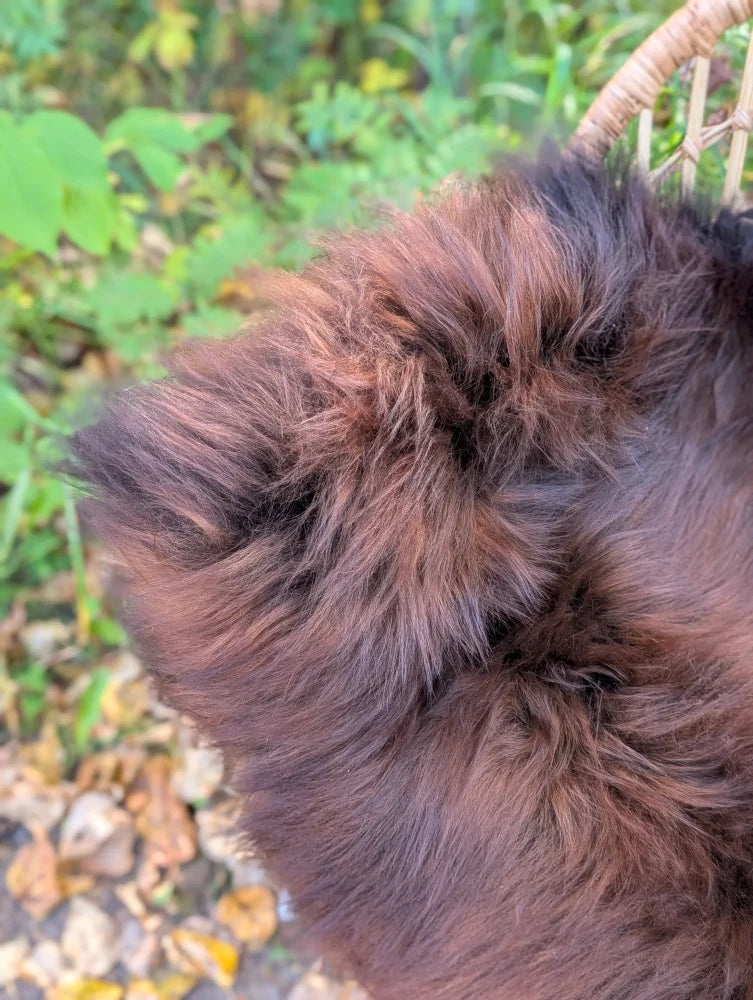 A fluffy dark brown wool icelandic sheepskin head peeking out from a large woven basket for cozy decor