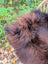 A fluffy dark brown wool icelandic sheepskin head peeking out from a large woven basket for cozy decor
