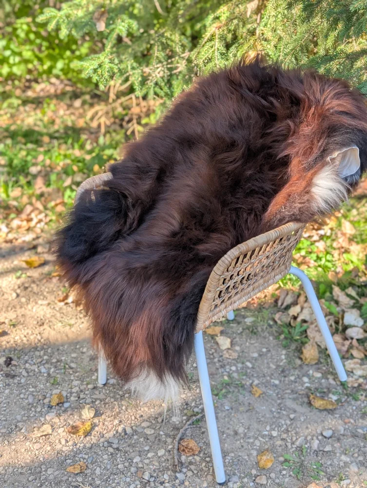 A large plush wool icelandic sheepskin rug in dark rusty brown with a white tipped tail draped over a wicker chair