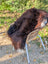 A large plush wool icelandic sheepskin rug in dark rusty brown with a white tipped tail draped over a wicker chair