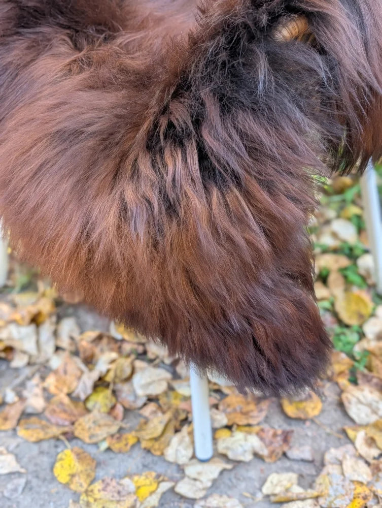 A fluffy long-haired dog on a large natural dark rusty icelandic sheepskin wool icelandic rug 49 by 31 inches