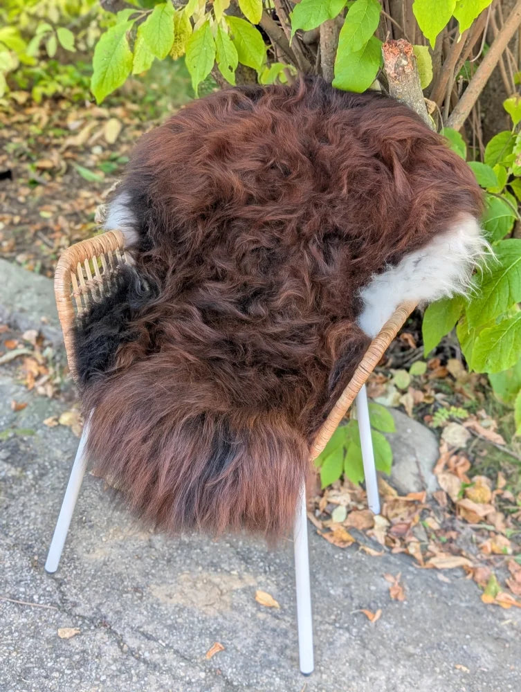 A large 49 x 31 inch natural dark rusty curly wool icelandic sheepskin draped over a wicker chair with metal legs