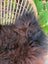 A large fluffy dark rusty icelandic sheepskin wool throw draped on a woven wicker chair perfect cozy blanket