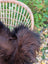A fluffy dark brown dog rests against a large natural dark rusty icelandic sheepskin wool icelandic rug
