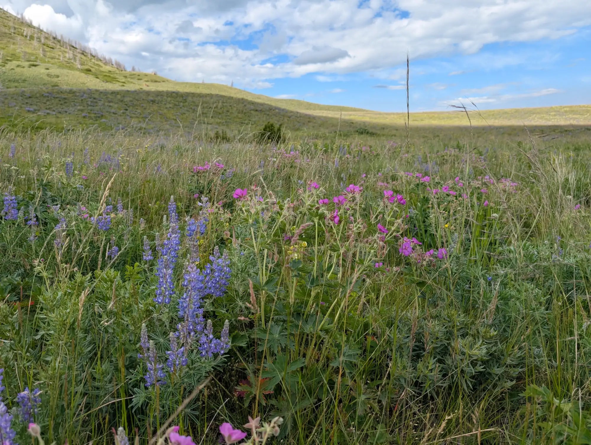 A vibrant meadow bursting with purple and pink wildflowers swaying gently among tall green grass under a partly cloudy sky.