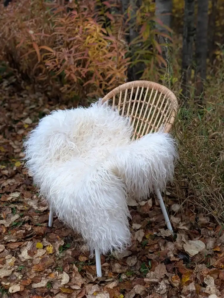 White fluffy long wool icelandic sheepskin throw draped over a woven rattan chair with white metal legs