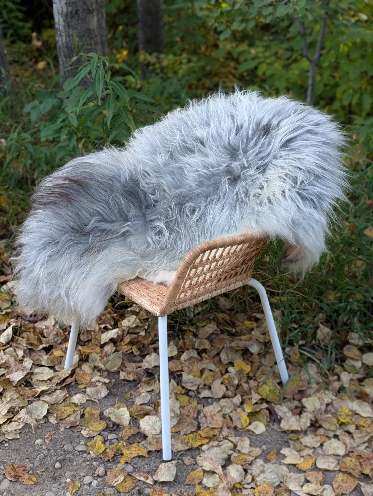 A plush long wool icelandic sheepskin rug in natural grey draped over a woven wicker chair with metal legs