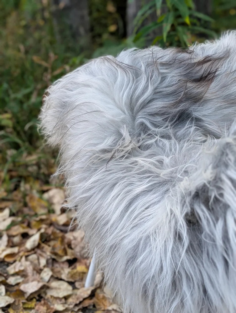 A fluffy long-haired dog on a massive natural grey icelandic sheepskin with long wool and wool icelandic texture
