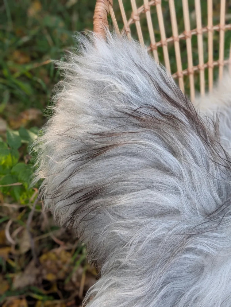 A fluffy long-haired dog next to a natural grey massive icelandic sheepskin with soft wool icelandic fur