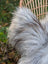 A fluffy long-haired dog next to a natural grey massive icelandic sheepskin with soft wool icelandic fur