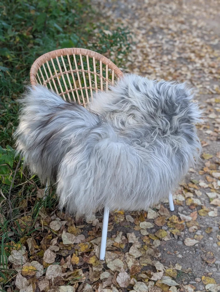Cozy gray icelandic sheepskin throw with long wool draped over a wicker chair with white metal legs
