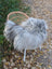 Cozy gray icelandic sheepskin throw with long wool draped over a wicker chair with white metal legs