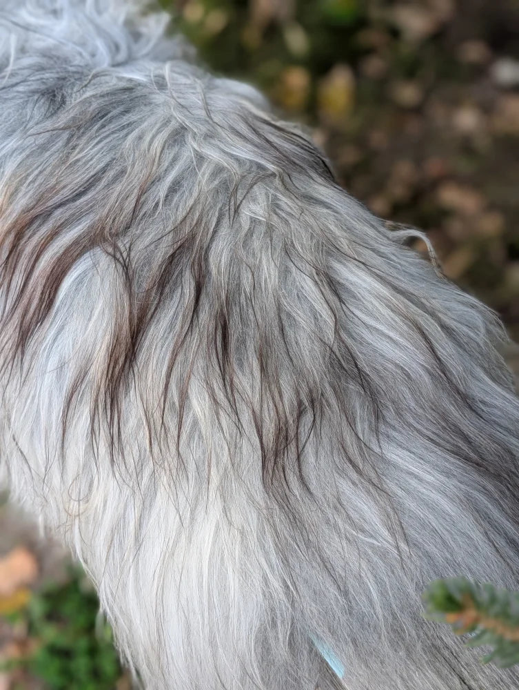 A long shaggy icelandic sheepskin coat in natural grey with silver and black wool icelandic fur texture