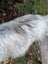 A fluffy long-haired dog with white and gray fur lying on a win#1 56 x 32 massive icelandic sheepskin natural grey with long wool