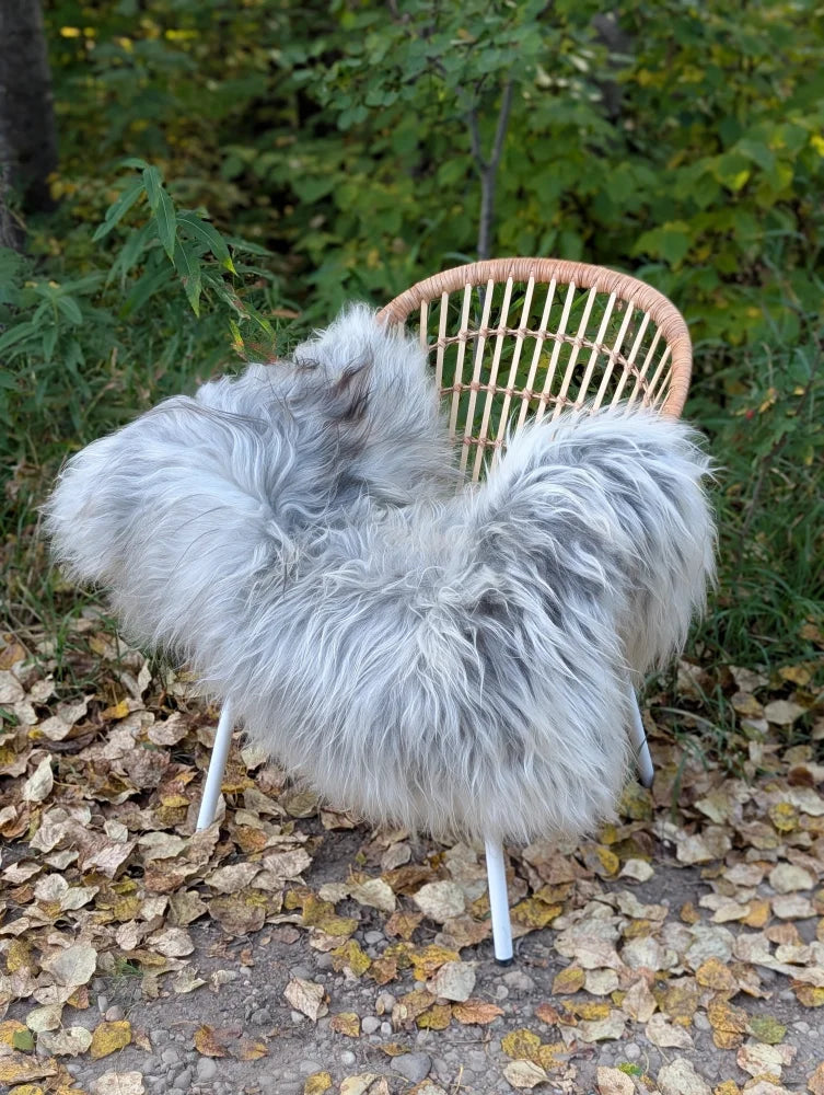 A plush light gray icelandic sheepskin throw with long wool draped over a woven wicker chair with white metal legs