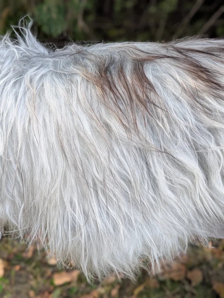 A long shaggy icelandic sheepskin coat in natural grey with white and subtle dark streaks featuring long wool
