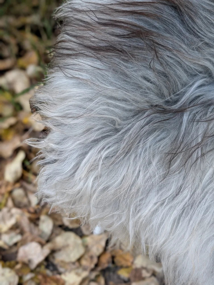 A fluffy long-haired dog on a win#1 56 x 32 inch massive icelandic sheepskin natural grey wool icelandic long wool rug