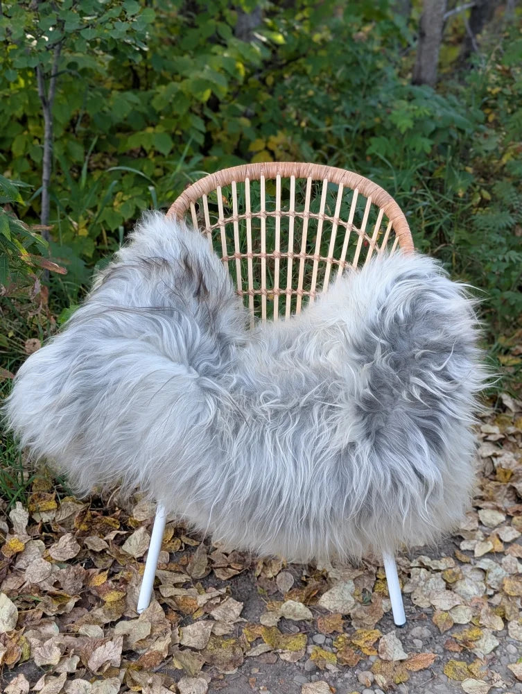 A plush long wool icelandic sheepskin throw in natural grey draped over a woven rattan chair with white metal legs
