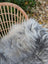 A long wool icelandic sheepskin rug in natural grey draped over a woven wicker chair for cozy style