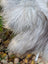 A close-up of the fluffy long wool tail on the back side of a win#1 56 x 32 icelandic sheepskin in natural grey