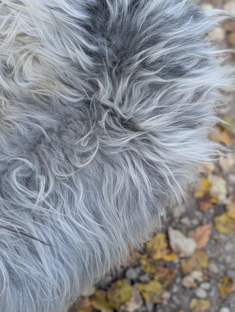 A fluffy long-haired dog on a massive icelandic sheepskin wool icelandic rug in natural grey color