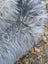 A fluffy long-haired dog on a massive icelandic sheepskin wool icelandic rug in natural grey color