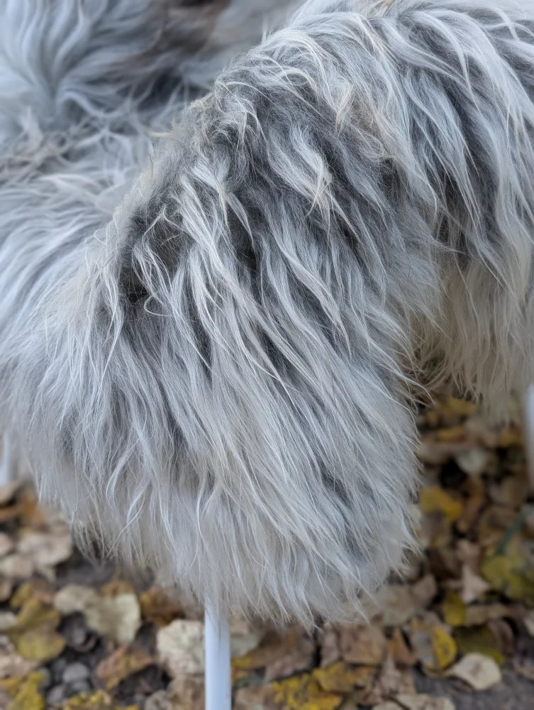 A plush long wool icelandic sheepskin throw in natural grey with soft voluminous texture measuring 56 by 32 inches