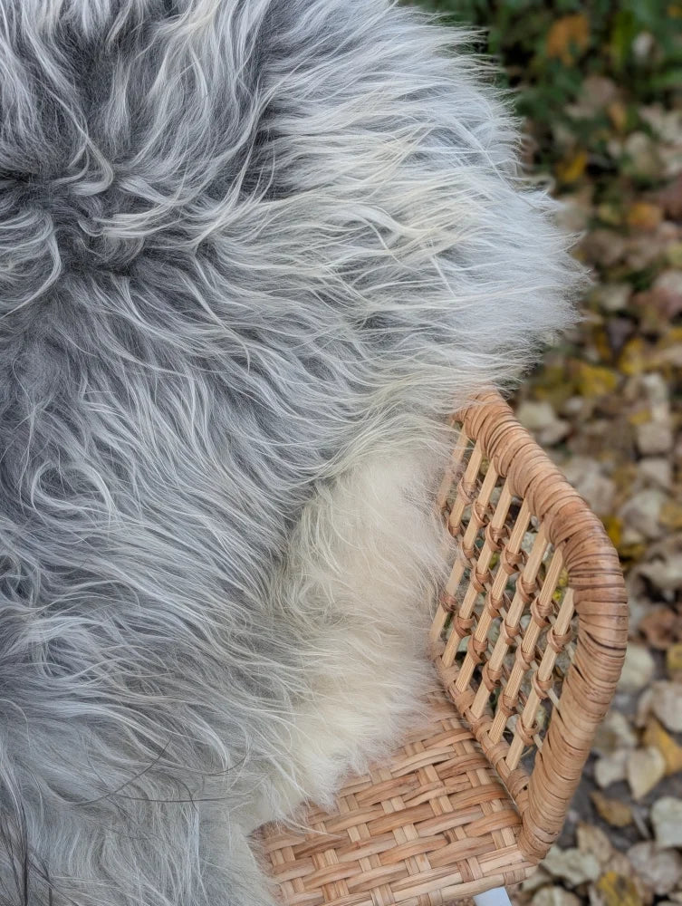 A long wool icelandic sheepskin rug in natural grey draped over a woven wicker chair for cozy decor