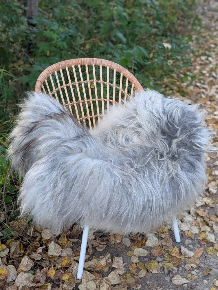 A plush long wool icelandic sheepskin throw in natural grey draped over a woven rattan chair with white metal legs