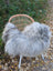A plush long wool icelandic sheepskin throw in natural grey draped over a woven rattan chair with white metal legs