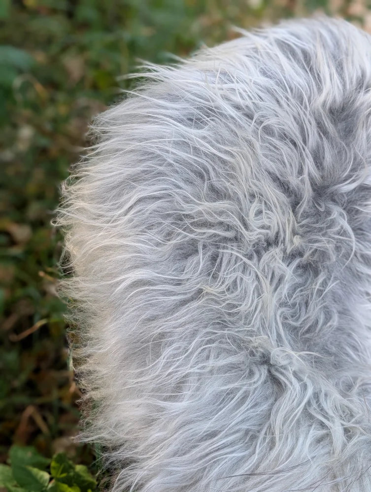 A fluffy long-haired dog laying on a soft wool icelandic sheepskin in natural grey color measuring 56 by 32 inches