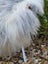 A fluffy white sheep with long wool outdoors representing a massive icelandic sheepskin natural grey rug