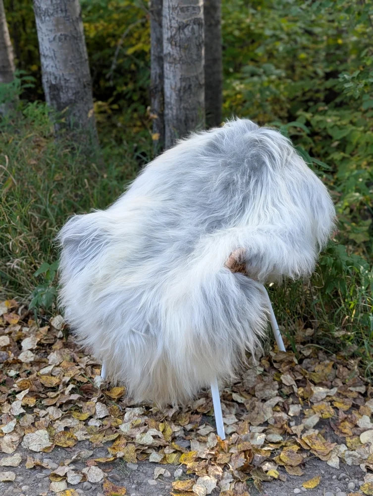 A massive icelandic sheepskin chair with natural grey wool and a modern metal frame sitting outdoors on fallen leaves