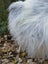 A fluffy white dog stands on a wool icelandic sheepskin rug amidst autumn leaves showcasing massive icelandic sheepskin texture