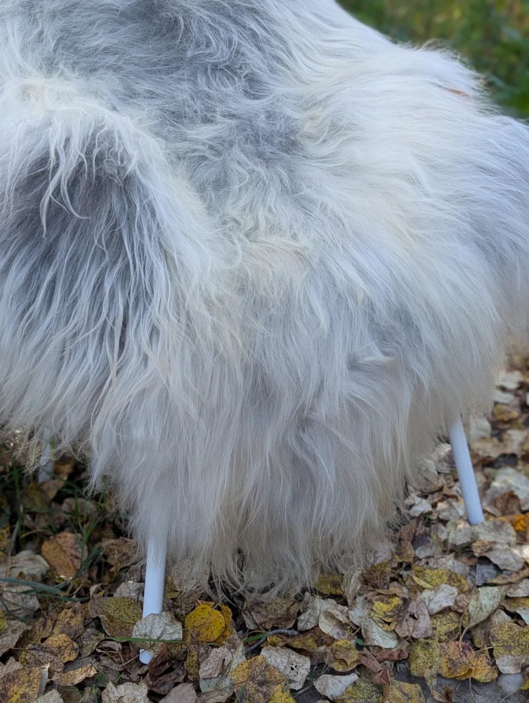 A fluffy white and gray massive icelandic sheepskin chair with slender legs sitting outdoors on fallen leaves