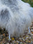 A fluffy white and gray massive icelandic sheepskin chair with slender legs sitting outdoors on fallen leaves