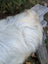 Fluffy white massive icelandic sheepskin fur resting on weathered wood in a natural grey wool icelandic sheepskins rug