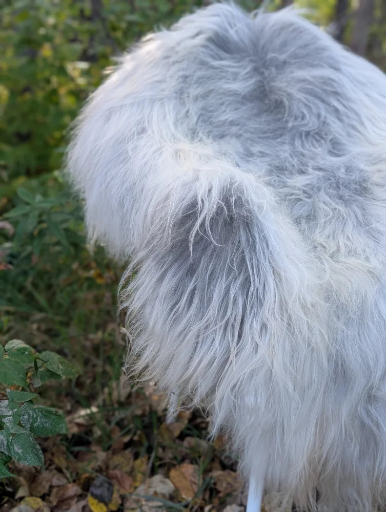 A fluffy dog stands on a massive icelandic sheepskin rug in natural grey wool icelandic sheepskins style