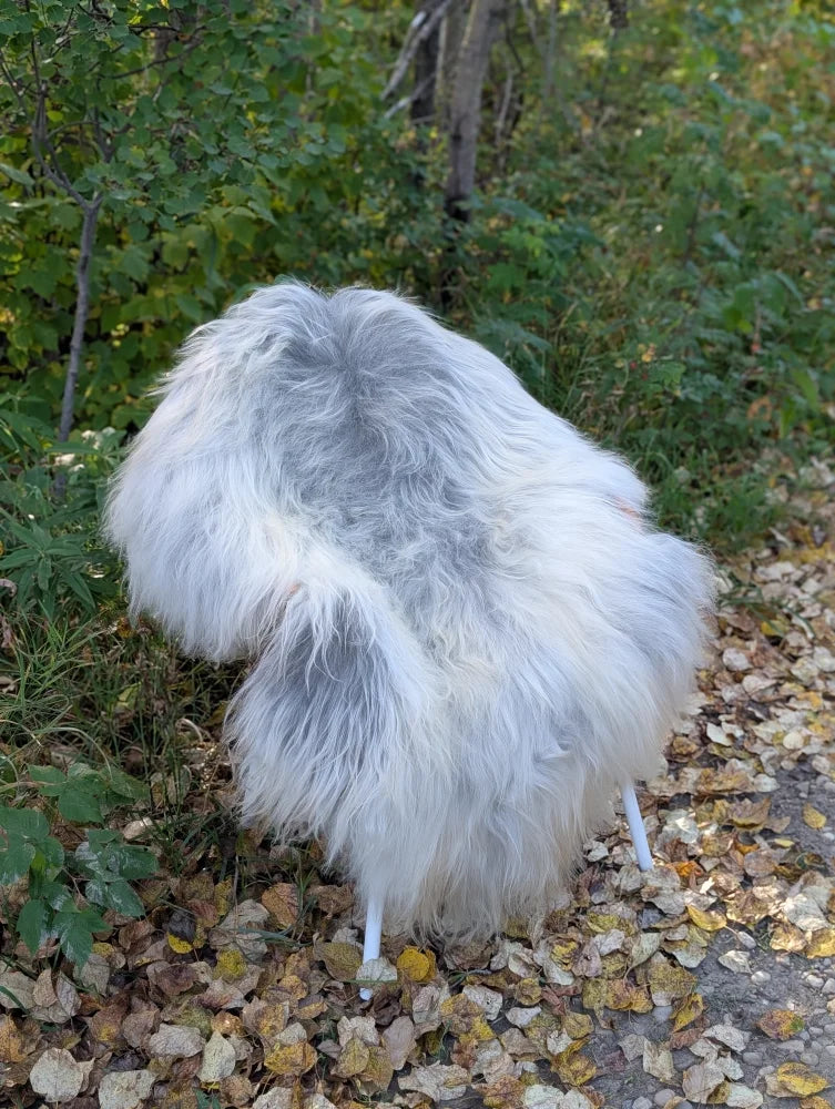 A fluffy massive icelandic sheepskin chair in natural grey with wool icelandic sheepskins and slender white legs