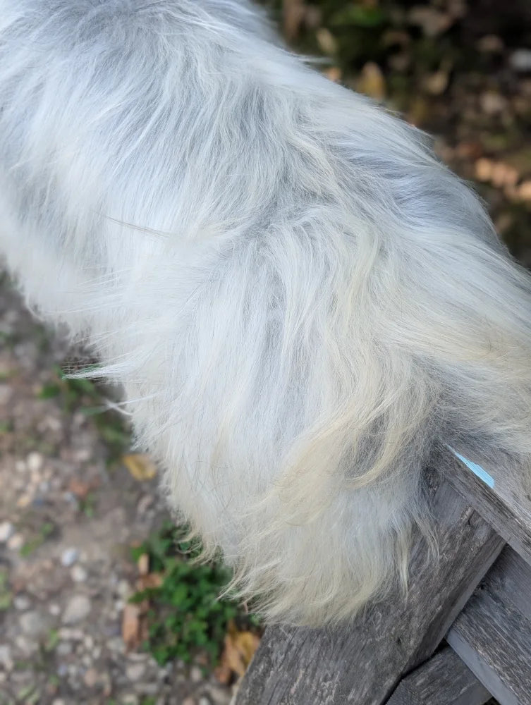 A fluffy white dog tail rests on a wooden surface next to a massive icelandic sheepskin natural grey rug
