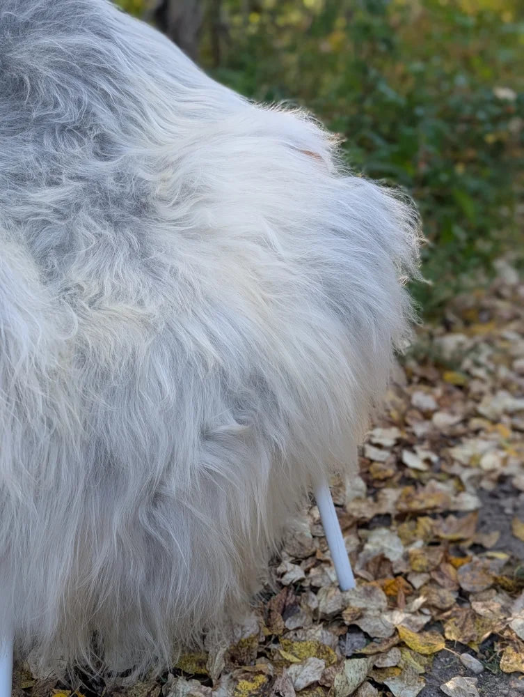 A fluffy white and gray dog sitting outdoors on a massive icelandic sheepskin wool rug in natural grey