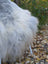 A fluffy white and gray dog sitting outdoors on a massive icelandic sheepskin wool rug in natural grey