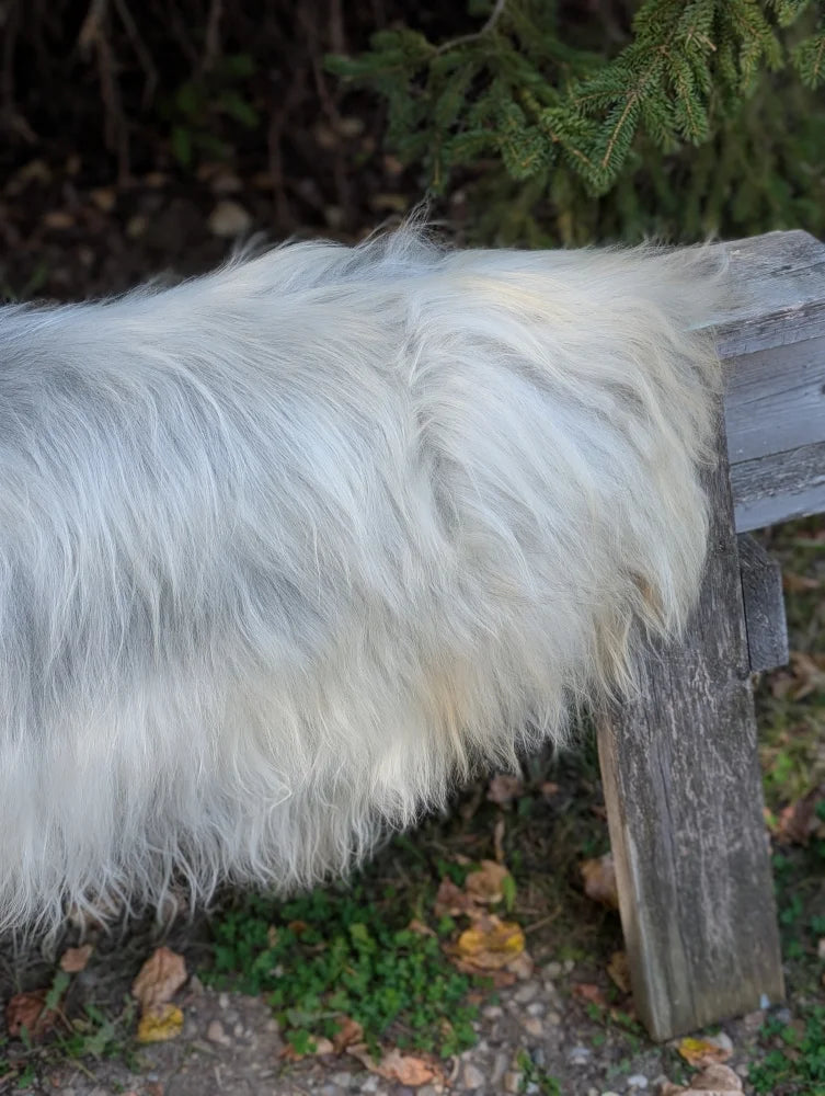 A fluffy white dog resting on the back of a weathered wooden bench with a massive icelandic sheepskin rug natural grey